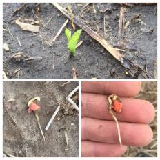 new corn, emerging treated soybean