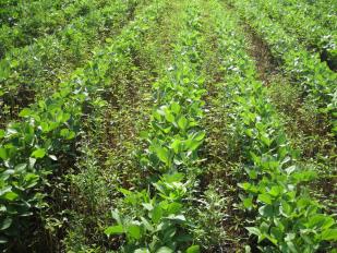 waterhemp in soybeans