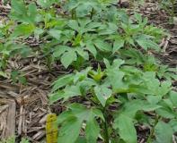 Giant Ragweed
