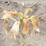 Liberty on waterhemp with no crop response on soybeans