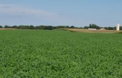 alfalfa field resized