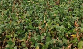 soybean field with white mold