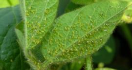 soybean-aphids