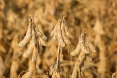 soybeans ready for harvest rsz