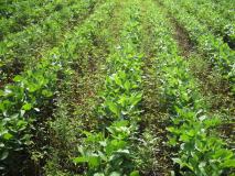 waterhemp in soybeans