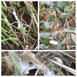white mold collage